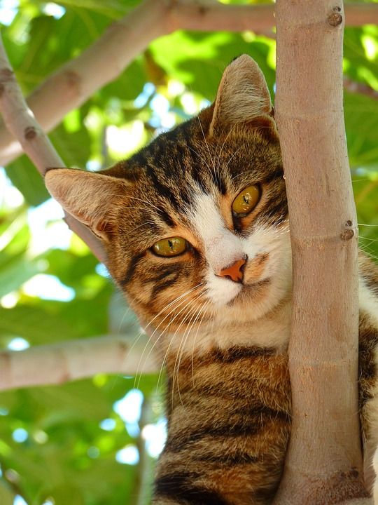 猫 宠物 动物 鲭鱼猫 虎斑猫 国内的猫 猫科动物 哺乳动物