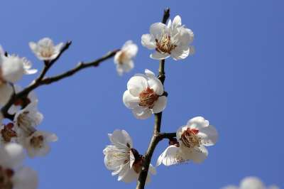 花朵 梅花 盛开 开花 植物学 季节性 春天 春天的花朵 李子树