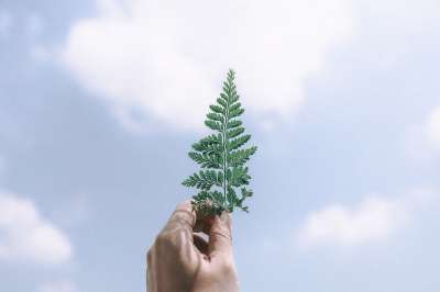 树叶 树 绿色 上帝 天空 云 平静的 和平 蓝色的 颜色