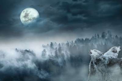 景观 狼 森林 夜 月亮 云 幻想 狼 狼 狼 狼 狼