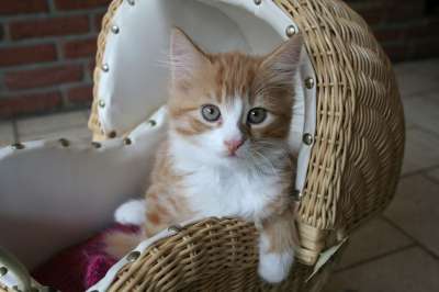 小猫 猫宝宝 蓬松的 可爱的 家猫 宝宝小猫 猫 动物 年轻的猫