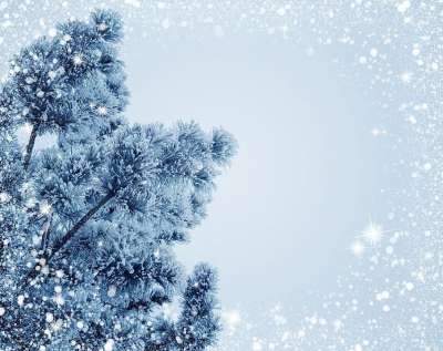 雪 杉木树 假期 霜 树 寒冷的 冬天 一月 十二月 背景