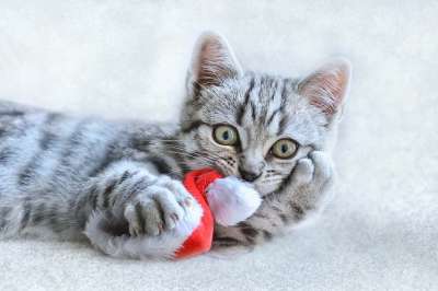 猫 圣诞节 动物 家畜 宿醉 小猫 乐趣 十二月 红色的 鲭鱼