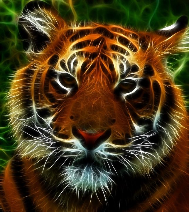 老虎 猫科动物 猫 动物 小猫咪 晶须 分形 设计 条纹 可爱