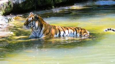 动物 老虎 Amurtiger 捕食者 大猫 纽伦堡动物园 水