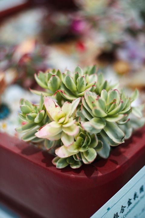 多肉 植物 花草