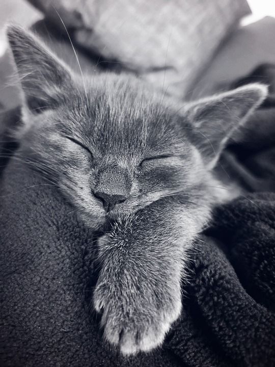猫 小猫 睡眠 宠物 猫科动物 阿尼玛 哺乳动物 单色 毛皮