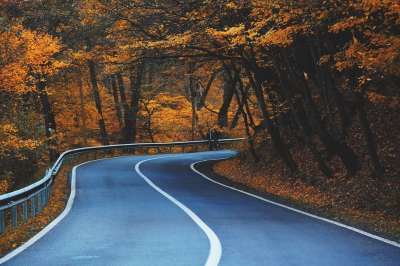 路 曲线 树木 高速公路 树叶 大街 车道 路面 秋天 叶子