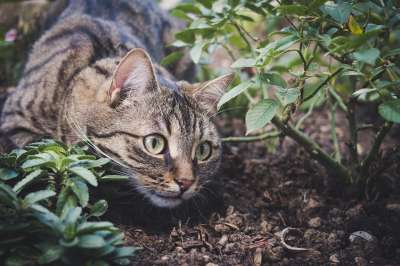 猫 宠物 动物 虎斑猫 国内的猫 猫科动物 哺乳动物 可爱的