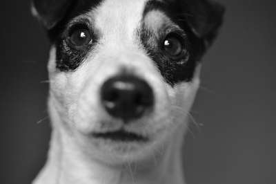 杰克罗素 狗 宠物 犬类 动物 毛皮 鼻子 哺乳动物 狗肖像
