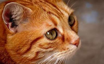 猫 宿醉 红色的 可爱的 鲭鱼 老虎 舒适 动物 家猫 毛皮