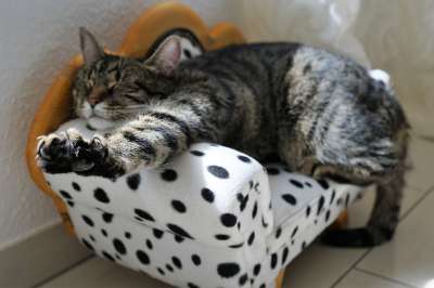猫 宿醉 猫眼 自豪地 小猫 灰色的 鲭鱼 动物肖像 老虎