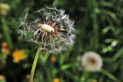 蒲公英 春天 性质 植物 花 夏天 草地 核心 季节 花园