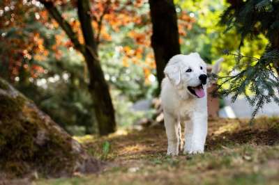 狗 宠物 犬类 动物 毛皮 鼻子 哺乳动物 狗肖像 动物世界