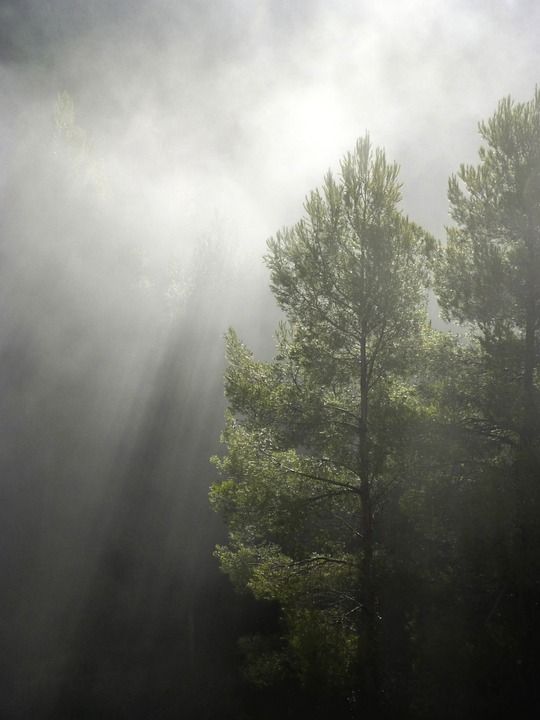 森林 多雾路段 阳光 太阳光线 树木 薄雾 缕阳光 自然 安详