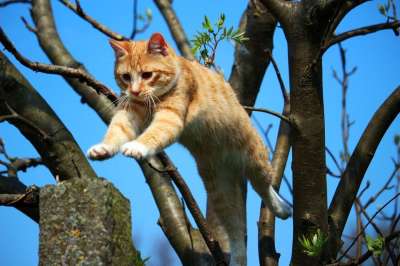 猫 小猫 红虎斑 红猫 鲭鱼 猫宝宝 家猫 年轻的猫 大花猫