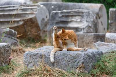 猫 宠物 猫科动物 动物 毛皮 基蒂 国内的 国内的猫 猫画像