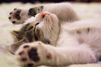 小猫 猫 基蒂 可爱的 宠物 困 棕色猫 棕色的宠物 猫 猫