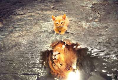 猫 狮子 野猫 反射 水 梦 想要 狮子 狮子 狮子 狮子