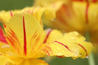 花 郁金香 花瓣 雨 春天 植物群 花园 春天的觉醒 盛开