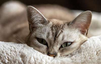 猫 动物 猫看 躺着的猫 猫科动物