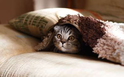 枕头 案件 毯子 猫 动物 棕色猫 棕色的动物 枕头 枕头