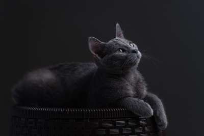 猫 俄罗斯蓝色的 俄罗斯蓝猫 猫科动物 宠物 动物 小猫 猫 猫