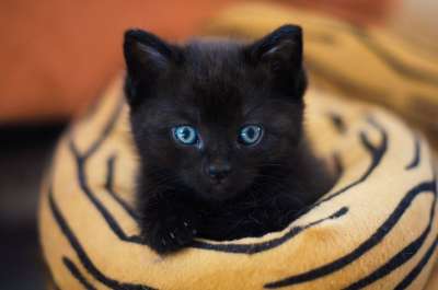 可爱的 哺乳动物 猫 肖像 猫宝宝 小猫 黑猫 猫 猫 猫