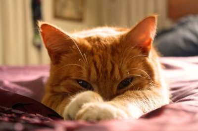 猫 橘猫 姜黄色的猫 姜汤 宠物 可爱的 眼睛 窥视 睡觉