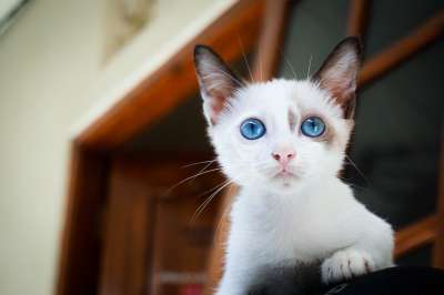 小猫 蓝眼睛 猫的眼睛 猫 猫科动物 宠物 白色猫咪 国内的