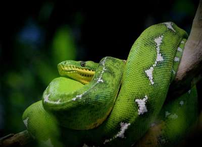 蛇 爬虫 Python 蟒蛇 绿色 毒液 丛林 危险的 舌头