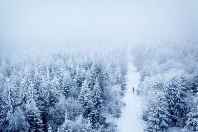 树木 森林 多雾路段 雪 流浪者 孤独 沉默的 休息 寒冷的
