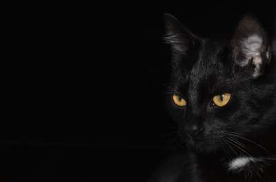 猫 黑色背景 猫眼 眼睛 家猫 动物 黑猫 黑色的 金色的眼睛