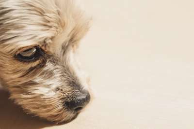 约克夏犬 狗 头 宠物 梗犬 动物 家犬 小狗 犬类 哺乳动物