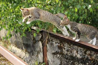 猫 小猫 猫宝宝 飞跃 年轻的猫