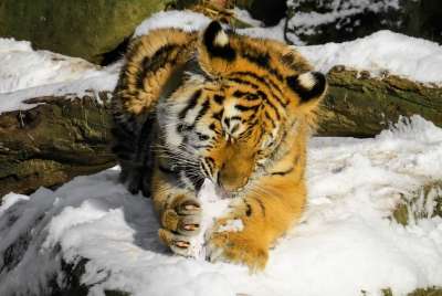 老虎 小老虎 大猫 幼兽 纽伦堡 荒野 冬天 寒冷的 年轻的老虎