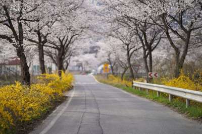 路 树木 樱花 春天 植物 路面 大街 樱桃树 景观 自然
