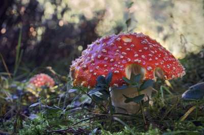 蘑菇 毒菌 幸运符 森林 苔藓 落下 自然