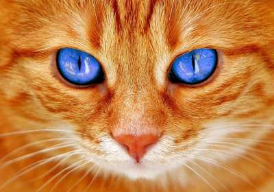 猫 眼睛 猫眼 脸 老虎 鲭鱼 红猫 甜 小猫 家猫 细心