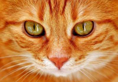 猫 眼睛 猫眼 脸 老虎 鲭鱼 红猫 甜 小猫 家猫 细心