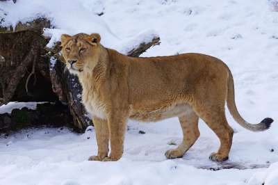 狮子 印度 女性 大猫 雪 冬天 动物