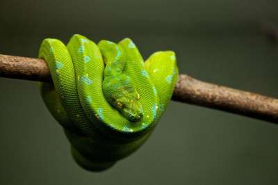 Python 蛇 爬虫 动物 野生动物 绿色 有毒 绿蛇 秤