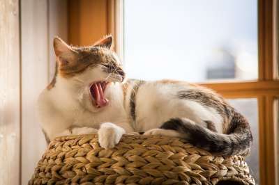 猫 宠物 动物 打哈欠 疲劳的 睡觉 国内的猫 困 猫科动物