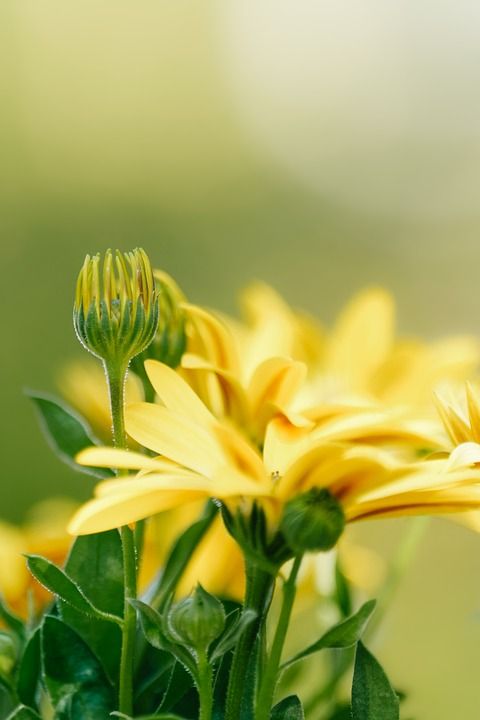 花 玛格丽特 芽 黄花 开花 盛开 花园 春天