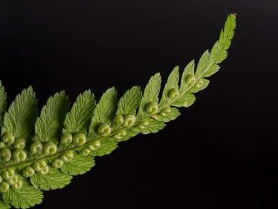 蕨类 虫蕨 蕨叶 关闭 羊齿植物 绿色的植物 孢子