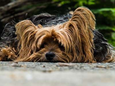 狗 约克夏犬 那只懒狗