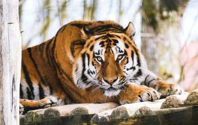 老虎 动物 大猫 条 猫 捕食者 哺乳动物 危险的 草 草地