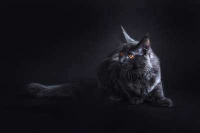 猫 黑色的 五 宠物 缅因浣熊