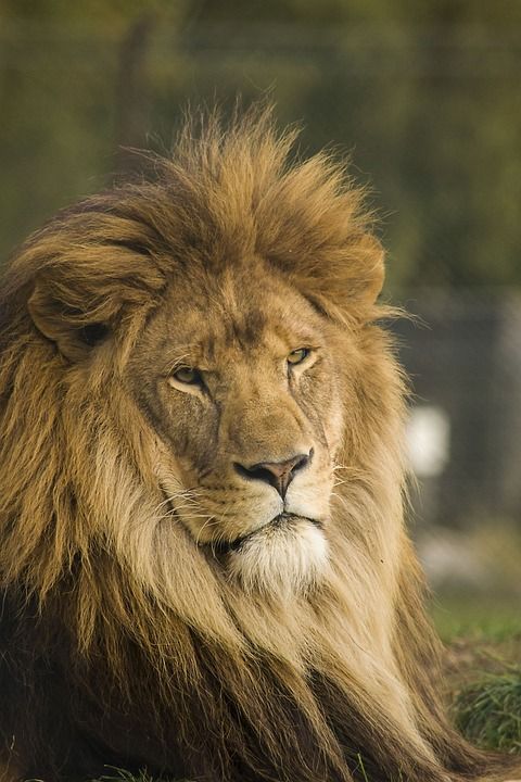 狮子 荒野 猫 力量 领导者 鬃毛 棕色猫 棕色狮子