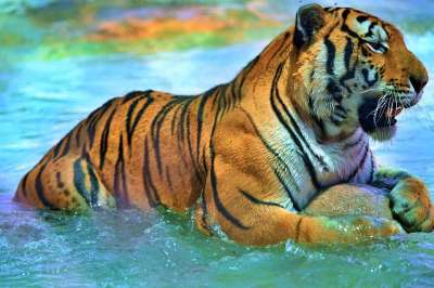 老虎 水 岩石 危险的 猫